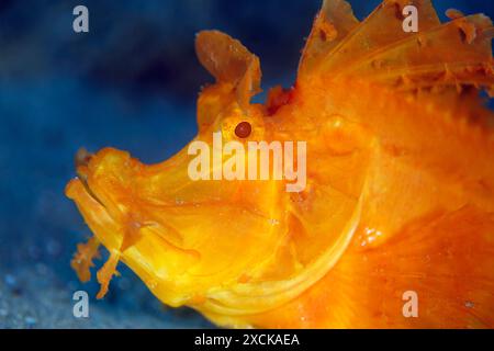 Primo piano di uno scorpione giallo (Rhinopias eschmeyeri). Ambon, Indonesia Foto Stock