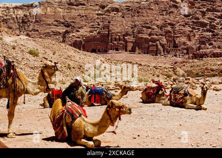 Cammelli sellati riposano nella valle di Wadi Rum, in Giordania Foto Stock