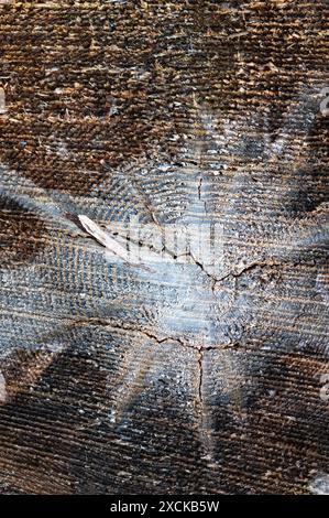 La struttura è in legno con grosse crepe sul taglio che formano una rete di profonde crepe marciume. Ceppo marcio marrone. Lituania Foto Stock