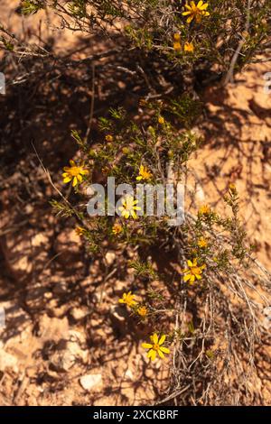 Fiori gialli comuni ma non meno belli di Encelia farinosa, brittlebush, che si illuminano sul lussureggiante deserto di Sonora al sole primaverile dell'Arizona (USA) Foto Stock