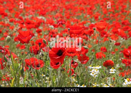 Tilbury, Essex, Inghilterra, Regno Unito. 17 giugno 2024. Una gloriosa mostra di papaveri a Tilbury, nell'Essex. Questo prato di fiori rossi cremisi sembra spettacolare sotto il sole estivo. Crediti: Julia Gavin/Alamy Live News Foto Stock