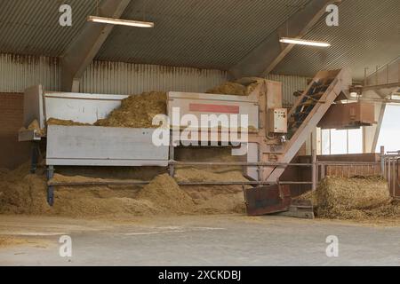 Una macchina automatica che consegna il fieno alle mucche di un'azienda agricola in Danimarca Foto Stock