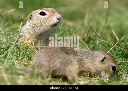 Due scoiattoli europei di terra (ürge) sull'erba vicino a Tihany, lago Balaton, Ungheria Foto Stock