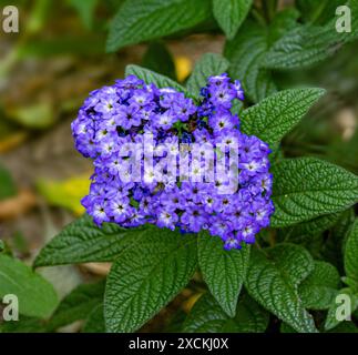 Heliotropium arborescens Heliotrope: Ammassi a cupola di piccoli fiori viola profumati Foto Stock