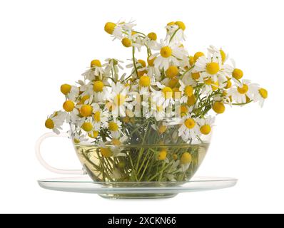 Tè aromatico alle erbe in tazza di vetro con fiori di camomilla isolati su bianco Foto Stock