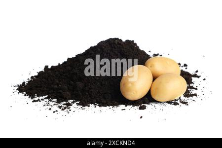 Patate crude fresche e terreno isolato su bianco Foto Stock