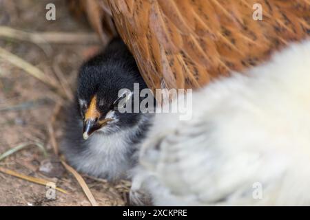 Piccolo pollo insieme alla gallina madre. Carino animale appena nato. Ambiente naturale. Foto Stock