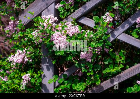 i fiori lilla viola crescono accanto a una recinzione di legno dipinta di grigio Foto Stock