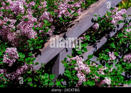 i fiori lilla viola crescono accanto a una recinzione di legno dipinta di grigio Foto Stock