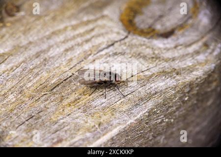 Genere Protocalliphora famiglia Calliphoridae Bird Blowfy natura selvaggia insetti fotografia, foto, sfondo Foto Stock