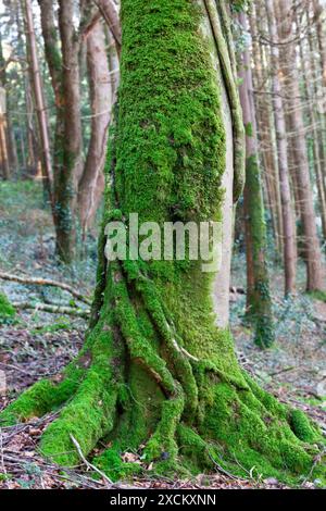 Muschio che cresce su un antico faggio Foto Stock
