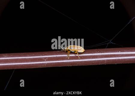 Galerucella lineola famiglia Chrysomelidae genere Galerucella scarabeo marrone natura selvaggia fotografia di insetti, foto, carta da parati Foto Stock