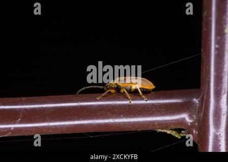 Galerucella lineola famiglia Chrysomelidae genere Galerucella scarabeo marrone natura selvaggia fotografia di insetti, foto, carta da parati Foto Stock