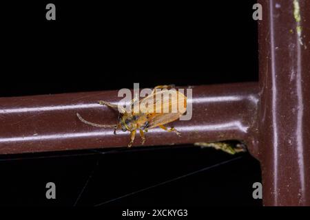 Galerucella lineola famiglia Chrysomelidae genere Galerucella scarabeo marrone natura selvaggia fotografia di insetti, foto, carta da parati Foto Stock