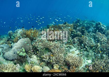 Pesci e coralli sani coprono un bellissimo e biodiverso pendio della barriera corallina su una remota isola tropicale nelle isole dimenticate dell'Indonesia. Foto Stock