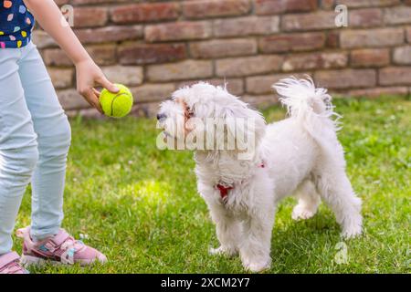 Una giovane ragazza che indossa abiti colorati e jeans blu lancia una palla da tennis gialla a un cane bianco e soffice in un giardino di erba verde. Il cane maltese wa Foto Stock