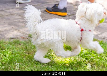 Cane maltese bianco che corre su erba con imbracatura rossa Foto Stock