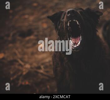 Un grande cane nero con denti affilati abbaia alla fotocamera. Foto Stock