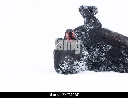 Un giovane, felice nero retriever rotola intorno nella neve. Foto Stock