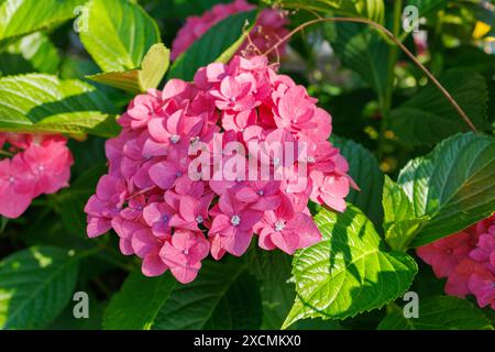 Immagini del Giappone - Ortensia, Fiore di Ajisai con Fiore Rosa Viola e Bud Viola, città di Nagoya, Prefettura di Aichi, Giappone Foto Stock