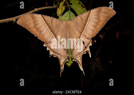 Tropical Swallowtail Moth (Lyssa zampa) Foto Stock