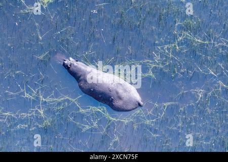 Teleobiettivo aereo di un ippopotamo particolarmente sommerso nelle paludi del Delta dell'Okavango in Botswana. Foto Stock