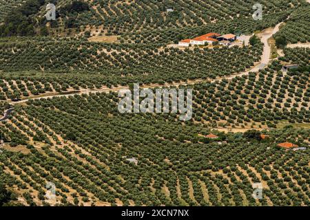 Jaen Olive Trees, Parco naturale della Sierra de Cazorla, Segura y Las Villas, Jaen, Andalucia, Spagna Foto Stock