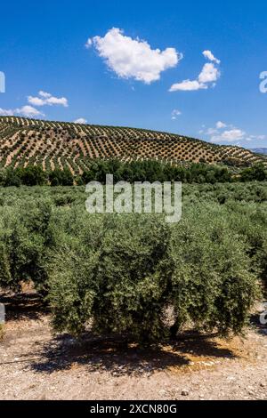 Ulivi, Iznatoraf, Loma de Ubeda, provincia di Jaén nella regione di Las Villas, Spagna, Europa Foto Stock