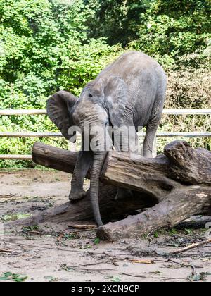 L'elefante gratta il suo tronco su un tronco allo zoo verde di Wuppertal in Germania Foto Stock