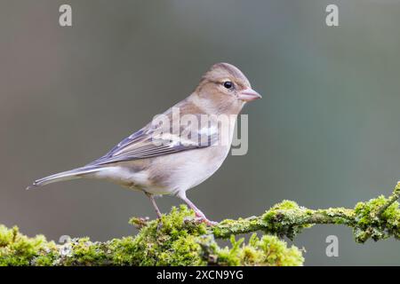 Chaffinch eurasiatico [ Fringilla coelebs ] su bastoncino muschiato Foto Stock