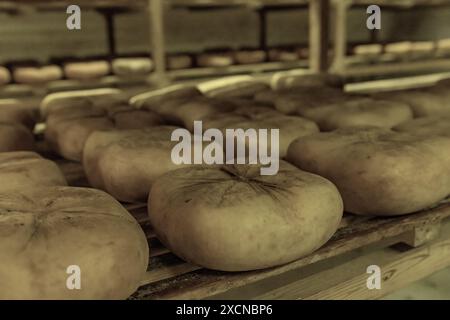 Una vista interna di una sala di invecchiamento del formaggio a Minorca, Spagna, con scaffali pieni di forme di formaggio che maturano nel tempo. Foto Stock