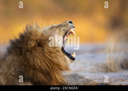 Foto di scorta di un leone maschio adulto (Panthera leo) che sbadiglia, mentre è sdraiato su una roccia di granito Foto Stock