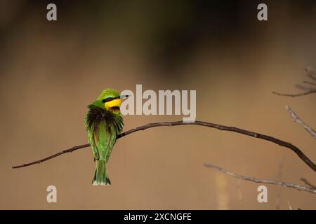 I colori vivaci di un piccolo mangiapapi appollaiato su un ramo Foto Stock