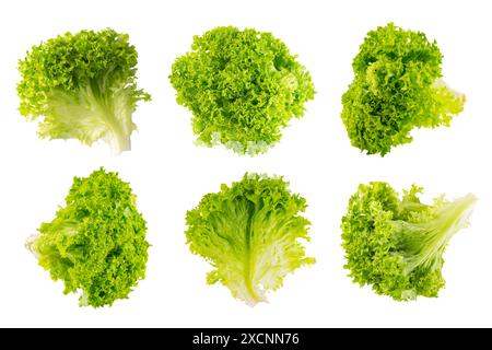 Set di foglie di insalata biologica di lattuga, verdure idroponiche verdi fresche isolate su sfondo bianco. Foglie di insalata da diverse angolazioni e posizioni, Foto Stock