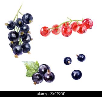 Acquerello bacche ribes nero e ribes rosso sono sani e vibranti per vari usi Foto Stock