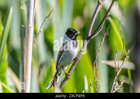 Reed Bunting Emberiza schoeniclus su Bull si precipita a raccogliere cibo per i pulcini lungo il fiume Nene, Northampton, Inghilterra, Regno Unito. Foto Stock