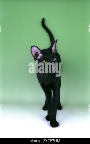 Gattino nero orientale che cammina verso la fotocamera Foto Stock