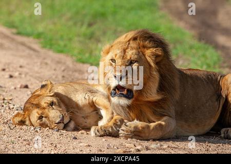 Leoni maschi e femmine. Il maschio sta minacciando Foto Stock