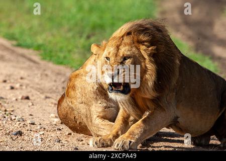 Leoni maschi e femmine. Il maschio sta minacciando Foto Stock