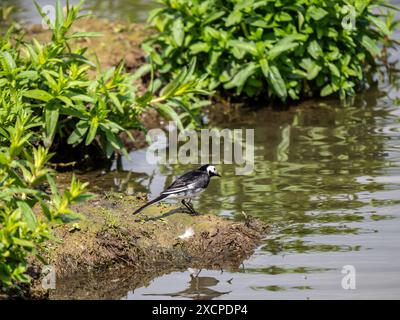 Pied Wagtail che si nutre su un lago Foto Stock