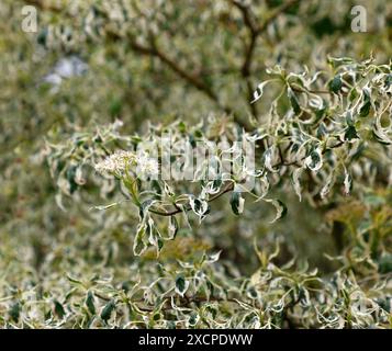 Primo piano delle foglie variegate color crema bianco e verde del piccolo albero da giardino perenne cornus alternifolia Argentea. Foto Stock