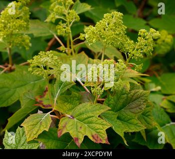 Primo piano dei boccioli di fiori del giardino perenne arbusto ortensie quercifolia armonia. Foto Stock