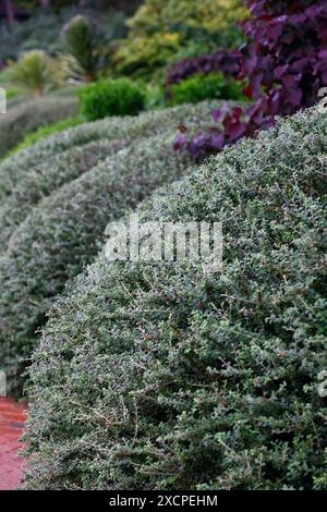 Primo piano di un fogliame verde a forma di cupola rifinito dell'arbusto sempreverde lonicera nitida. Foto Stock