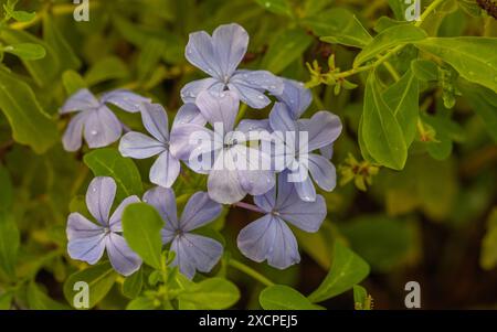 Plumbago auriculata, mosto di piombo del mantello, Plumbaginaceae. Foto Stock