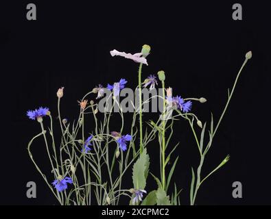 Fiori di mais blu con foglie in fila su sfondo scuro, prato di notte. Foto Stock