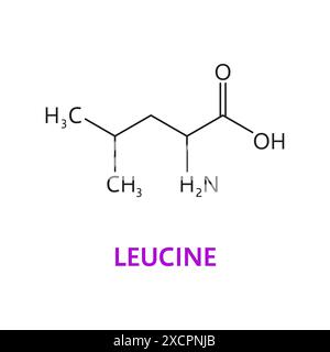 Molecola chimica di aminoacidi di Leucina, formula molecolare e catena strutturale, icona vettoriale. Leucina aminoacido essenziale di biosintesi delle proteine per la medicina della farmacia e lo studio nutrizionale della salute Illustrazione Vettoriale