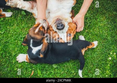 Basset Hound cane femmina e il suo cucciolo Foto Stock