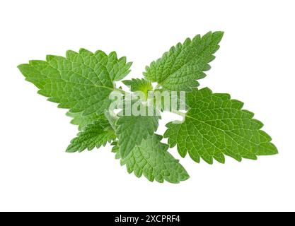 Foglie verdi di balsamo di limone o pianta di melissa isolate su sfondo bianco. Foglia di menta verde fresca. Tracciato di ritaglio Foto Stock