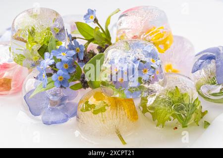 fiori nel ghiaccio. Primo piano cubetti di ghiaccio con fiori congelati su sfondo bianco. Piccoli "dimentica", lilla e fiori gialli. Sfocatura e selettiva Foto Stock