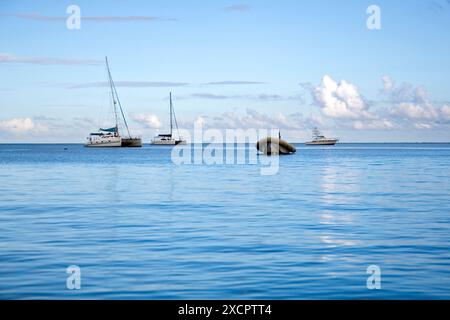 PPL PHOTO AGENCY - imbarcazioni RISERVATE AL COPYRIGHT DI prima mattina, Mauritius, Oceano Indiano: Barche in attesa di fare escursioni per portare i turisti su un delfino watchi Foto Stock